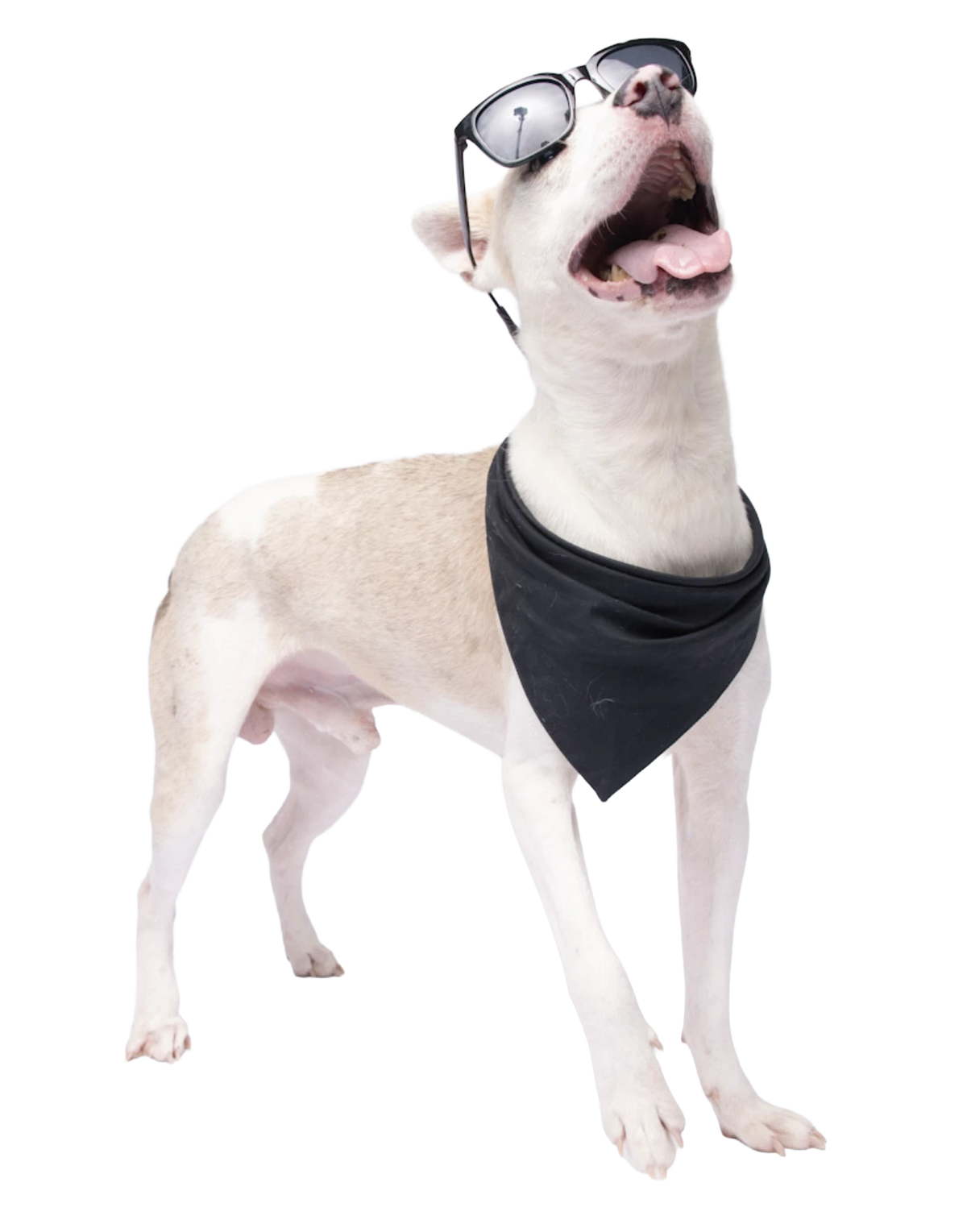 Buzz, a shelter dog wearing a Rare Breed bandana