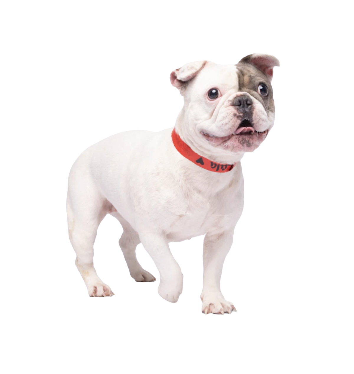 Chini