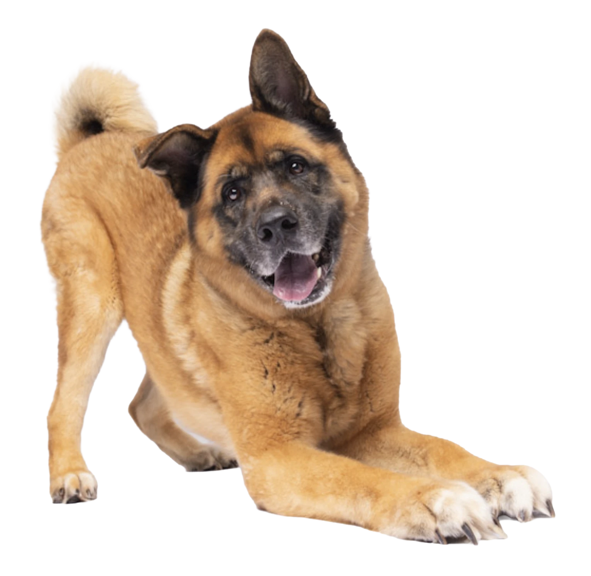 Deju