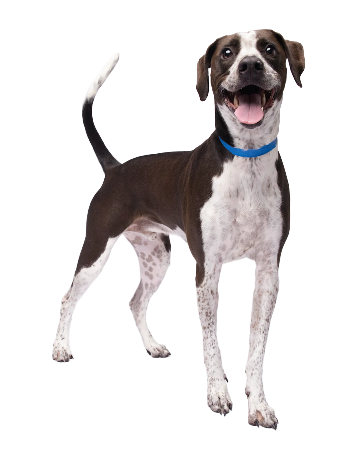 Snoop