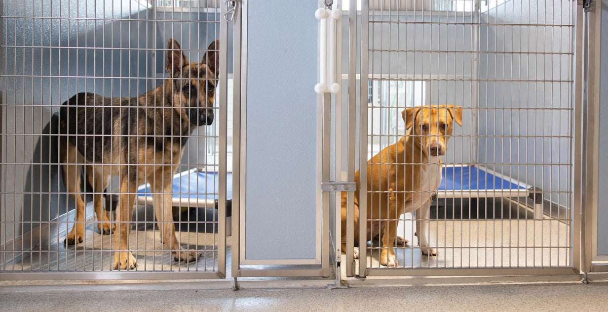 Shelter dogs waiting for their forever homes