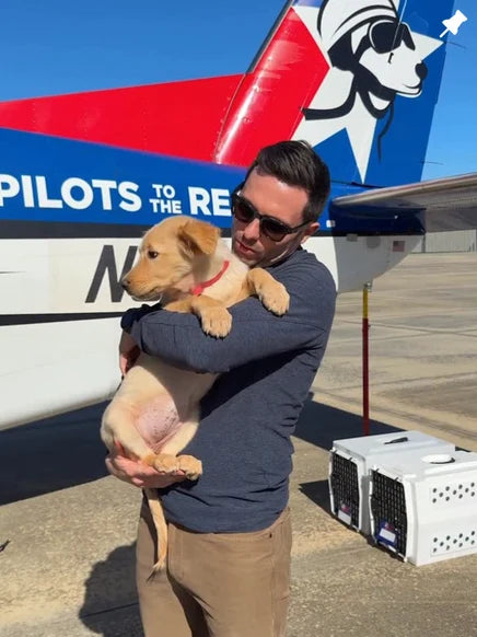 Rescued dog with a pilot