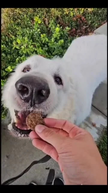 The Misfit Pack taste-testing Rare Breed treats