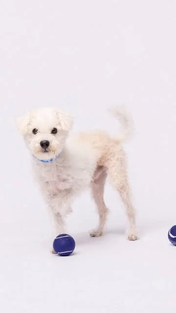 Second Shot adoption photography with rescue dogs