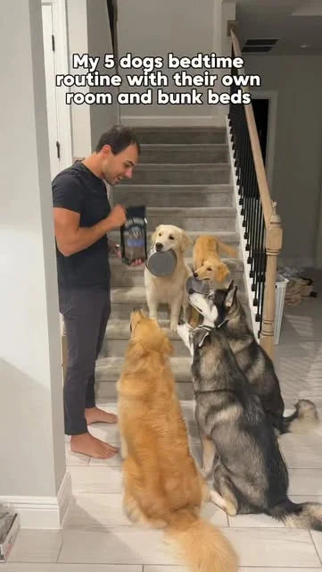 The Moriarty family’s dogs at bedtime