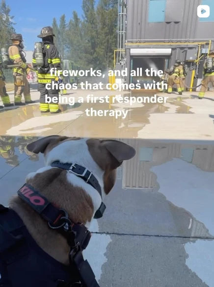 Kilo the therapy dog supporting first responders