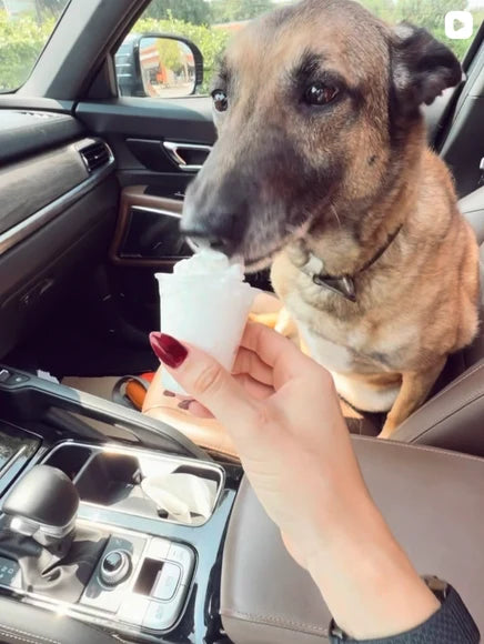 A dog enjoying a National Dog Day pup cup