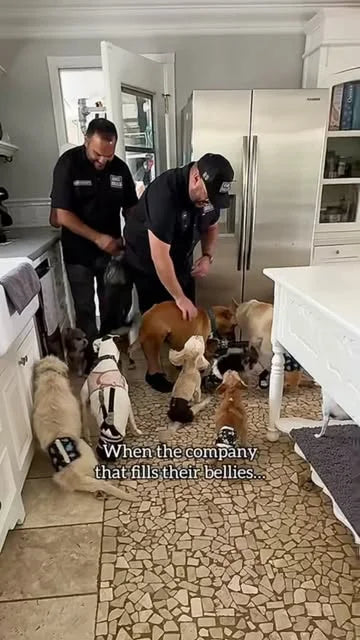 Rescue dogs meeting the Rare Breed team