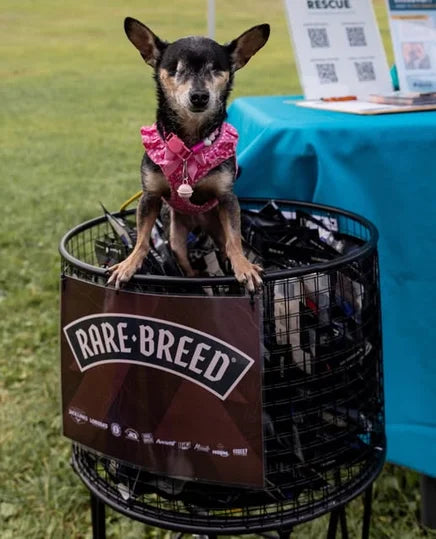Adoptable dogs at the Jack Link’s and Rare Breed picnic